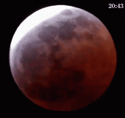 Full Moon With Tree Silhouette GIF