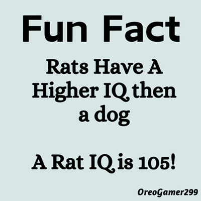 Fun Fact Rats Have Higher IQ Than Dogs GIF