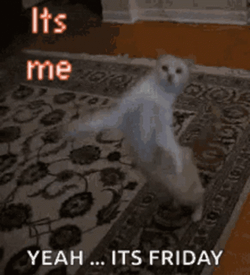 Fun Friday Speedy Cat GIF