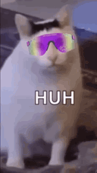 Funky Huh Cat Meme GIF