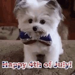 Funny 4Th High Five Cute Dog GIF