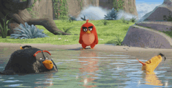 Funny Angry Birds Swamp Swimming  GIF
