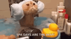Funny Animals Cat Spa  GIF