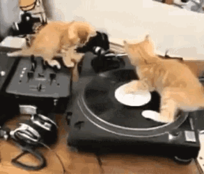 Funny Animals Cute GIF