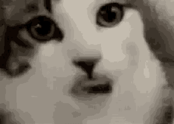 Funny Animals Tongue Out GIF