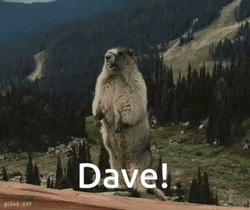 Funny Beaver Calling For Dave Meme GIF