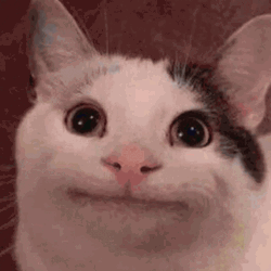 Funny Beluga Cat GIF