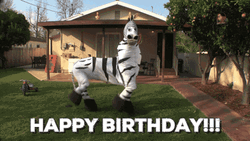 Funny Birthday Zebra Dance