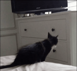 Funny Black Cat Fail Jump GIF