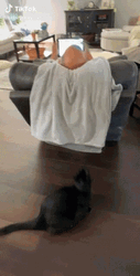 Funny Black Cat Grabs Head GIF