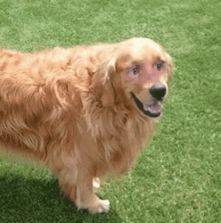 Funny Blinking Guy Retriever Dog Meme