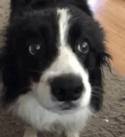 Funny Border Collie Pup Googly Eyes GIF