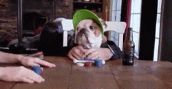 Funny Bulldog Playing Poker GIF