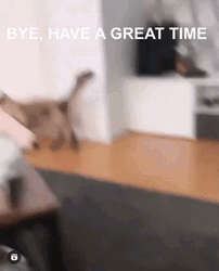 Funny Bye Cat Leaving With Something GIF