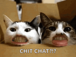 Funny Cat Chit Chat