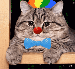 Funny Cat Clown GIF