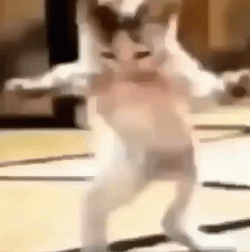 Funny Cat Dancing Meme GIF