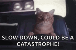 Funny Cat Driving Slow Down Could Be Catastrophe GIF