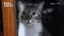 Funny Cat Eyeroll GIF