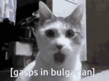 Funny Cat Gasps In Bulgarian GIF