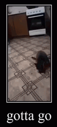 Funny Cat Gotta Go GIF