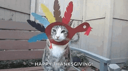 Funny Cat Happy Thanksgiving GIF