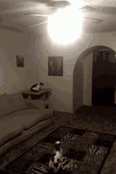 Funny Cat Jump Switch Off GIF