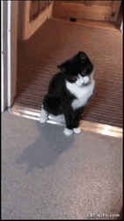 Funny Cat Jumping Scare GIF