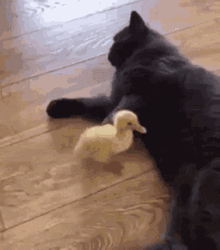 Funny Cat Kicked The Little Duck GIF