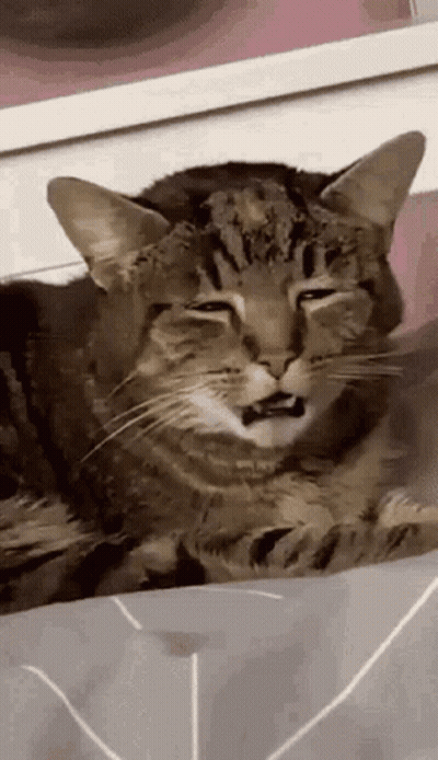 Funny Cat Laying On Bed GIF