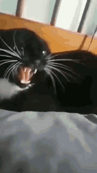 Funny Cat Loves Sucking Fingers GIF