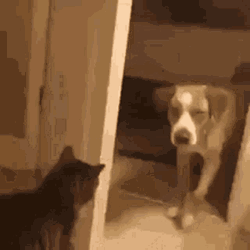 Funny Cat Make The Dog Leave GIF