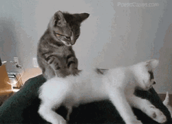 Funny Cat Making Biscuits GIF