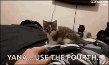 Funny Cat May The 4Th Be With You  GIF