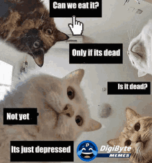 Funny Cat Memes Can We Eat It Just Depressed GIF