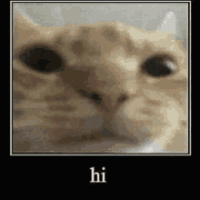 Funny Cat Memes Hi Shit Yourself GIF