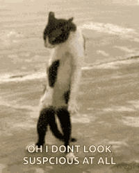 Funny Cat Memes Oh I Don't Look Suspicious GIF