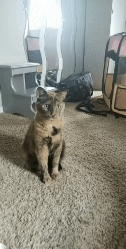 Funny Cat Nail File Fight GIF