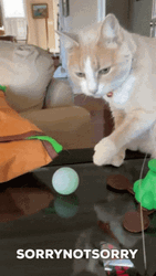 Funny Cat Sorry Not Sorry GIF