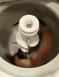 Funny Cat Spinning Inside Laundry Machine GIF