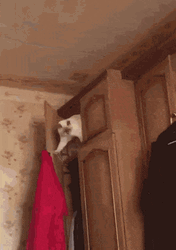 Funny Cat Struggling Its Way Down GIF