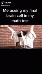 Funny Cat Test Meme GIF