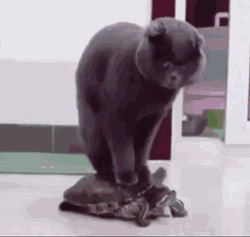 Funny Cat Turtle