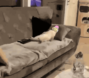 Funny Cat Waking Up GIF
