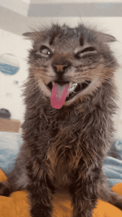 Funny Cat With Tongue Out GIF
