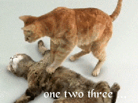 Funny Cats CPR One Two Three GIF