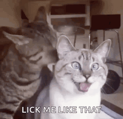 Funny Cats Like Me Like That GIF