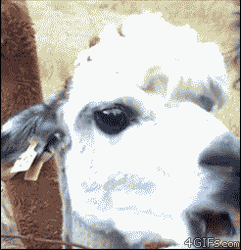 Funny Chewing Alpaca GIF