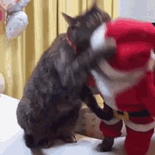 Funny Christmas Cat Fight