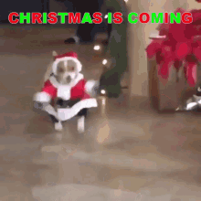 Funny Christmas Santa Dog Running